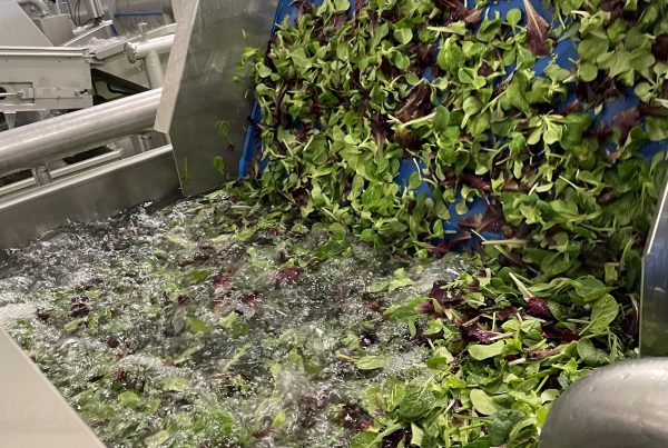 Arrow Lake help food processing to save water and energy when cleaning lettuce